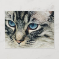 Tablettenkatze mit Blue Eyes Nah-Up Postkarte