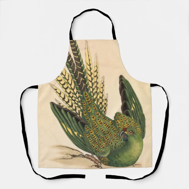 Tablier James Sowerby Parrot terrestre, Psittacus terrestr (Recto)