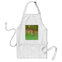 kanga