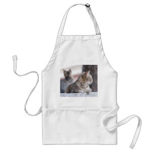 Tablier Tabby cats en repos