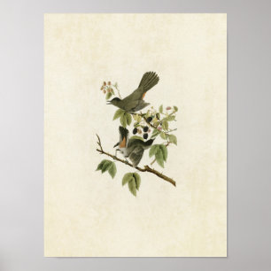 Tafel 128   Katvogel   Birds of America Poster