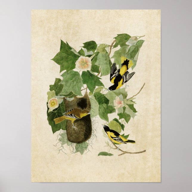 Tafel 12 | Baltimore-Trillervogel | Birds of Ameri Poster (Vorne)