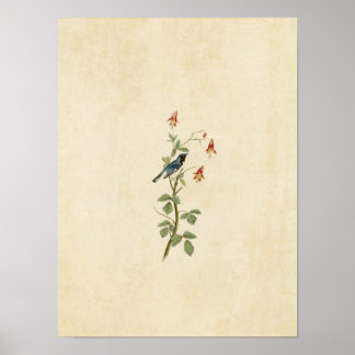 Tafel 155 | Blaukehl-Waldsänger Poster