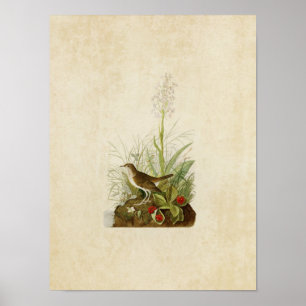 Tafel 164 Braundrossel Birds of America Poster