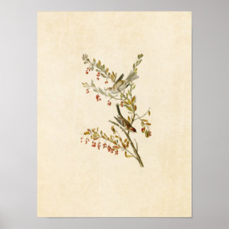 Tafel 188 | Feldsperling | Birds of America Poster