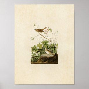 Tafel 193 Lincoln Finch Birds of America Poster