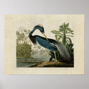 Tafel 217 Louisiana-Reiher Birds of America Poster