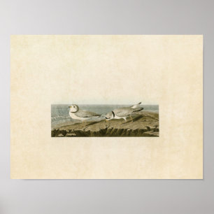 Tafel 220 Regenpfeifer Birds of America Poster