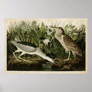 Tafel 236 Nachtreiher oder Qua-Vogel Poster