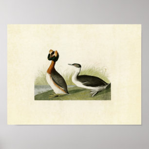 Tafel 259 Ohrensteißfuß Vögel Amerikas Poster