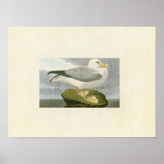 Tafel 264 | Fulmar-Sturmvogel | Birds of America Poster