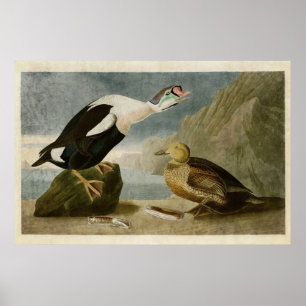 Tafel 276 König Ente Vögel Amerikas Poster