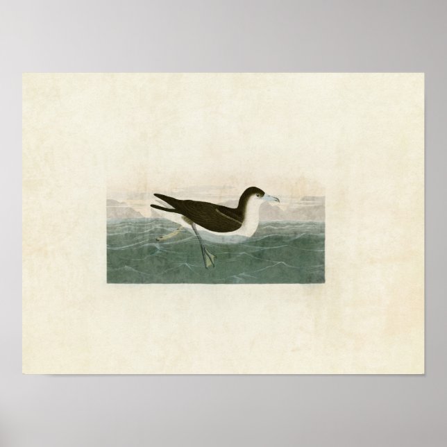 Tafel 299 | Düstere Sturmschwalbe | Birds of Ameri Poster (Vorne)