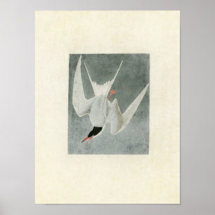 Tafel 309 Brandseeschwalbe Birds of America Poster