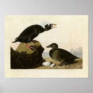 Tafel 317 Schwarze Ente oder Brandente Birds o Poster