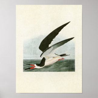 Tafel 323 | Schwarzmantelscherenschnabel oder Sche Poster