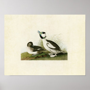 Tafel 325 Büffelkopfente Vögel Amerikas Poster