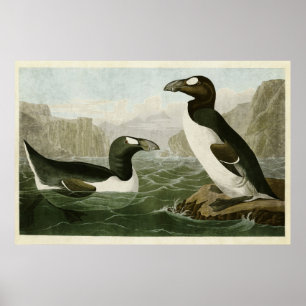 Tafel 341 Riesenalk Birds of America Poster