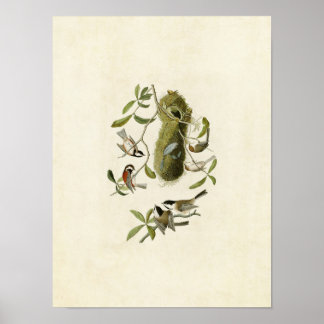 Tafel 353 | Kastanienrücken-Meise Poster