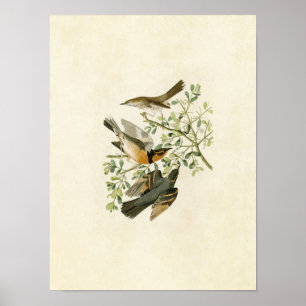 Tafel 369 Bergspottdrossel & Buntkehldrossel Poster