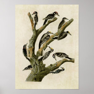 Tafel 417 Verschiedene Spechte Poster