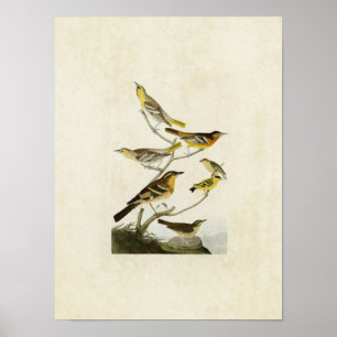 Tafel 433 Pirole, Stieglitz und Drosseln Poster