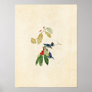 Tafel 48   Blaukehlchen   Vögel Amerikas Poster