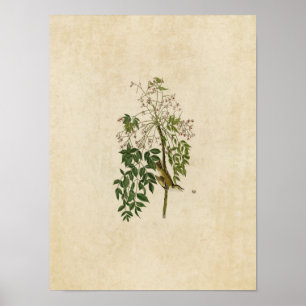 Tafel 63 Weißaugen-Fliegenschnäpper oder Vireo Poster