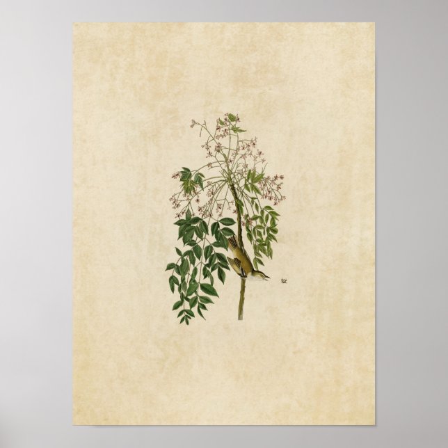 Tafel 63 | Weißaugen-Fliegenschnäpper oder Vireo Poster (Vorne)