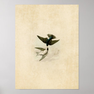 Tafel 98 Weiße Schwalbe Poster