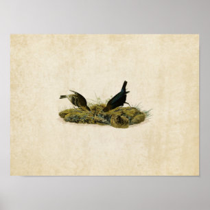Tafel 99   Kuhpferch-Vogel   Birds of America Poster