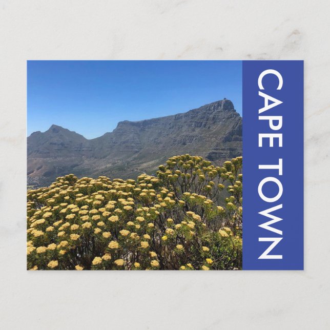 Tafelberg-Blume Postkarte (Vorderseite)