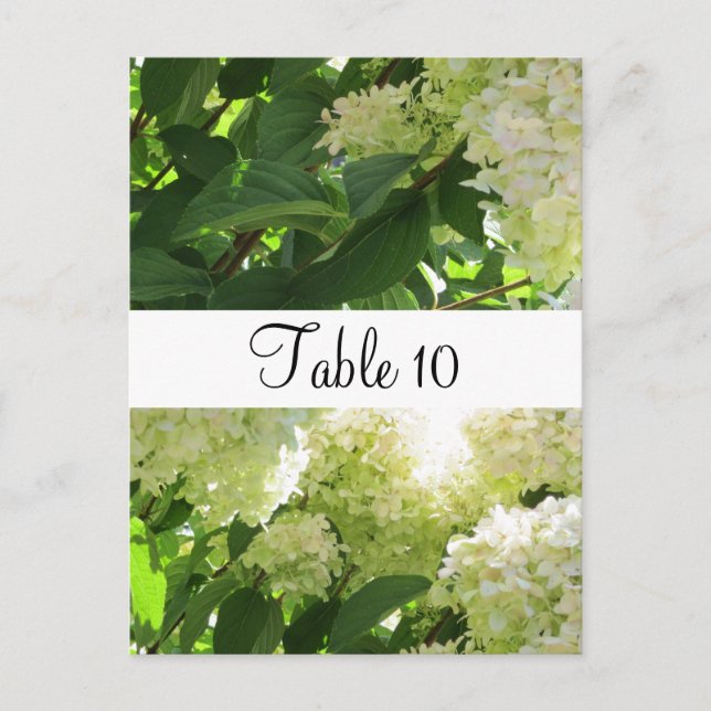 Tafelsitze für Hydrangeas Postkarte (Vorderseite)