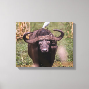 Tag auf Büffel Leinwanddruck