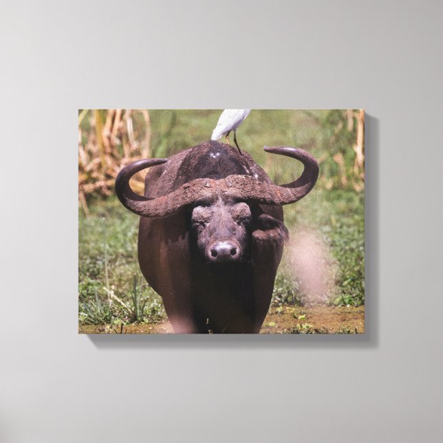 Tag auf Büffel Leinwanddruck (Vorderseite)
