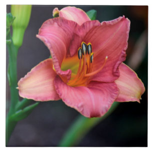 Tag-Lily-Macro-Bild Fliese