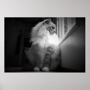 Tage, Poster