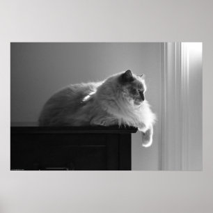 Tage, Poster