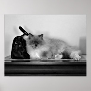 Tage, Poster