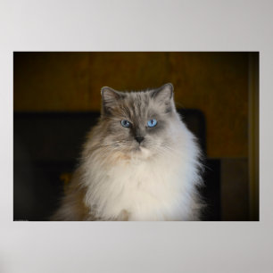 Tage, Poster