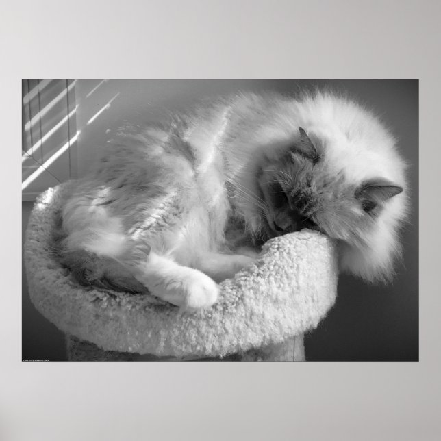 Tage, Poster (Vorne)