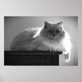 Tage, Poster