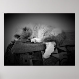 Tage, Poster