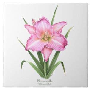 Tageslilie Pink Botanischer Kunststil Fliese