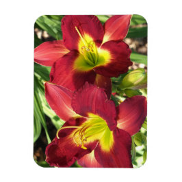 Tageslilien Magnet