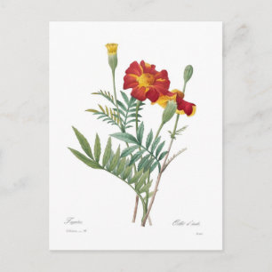 Tagetes Postkarte