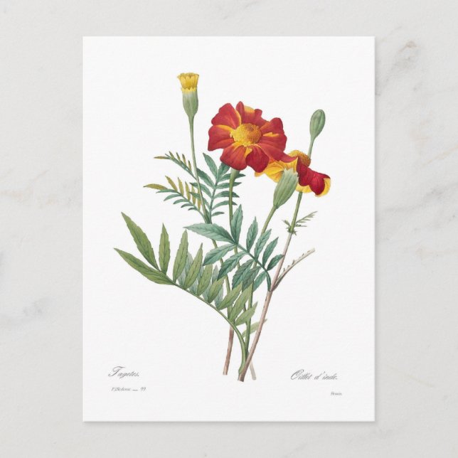 Tagetes Postkarte (Vorderseite)
