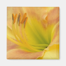 TAGLILIE "Blond Baby" - Gelb-grün-orange. Magnet