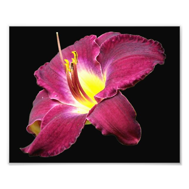 Taglilie Blume Nah 8x10 Fotodruck (Vorne)