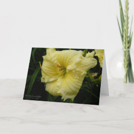 Taglilie Blume / Pastell Lemon Creme Gelb / Karte
